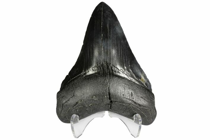 Serrated, Fossil Megalodon Tooth - South Carolina #137323